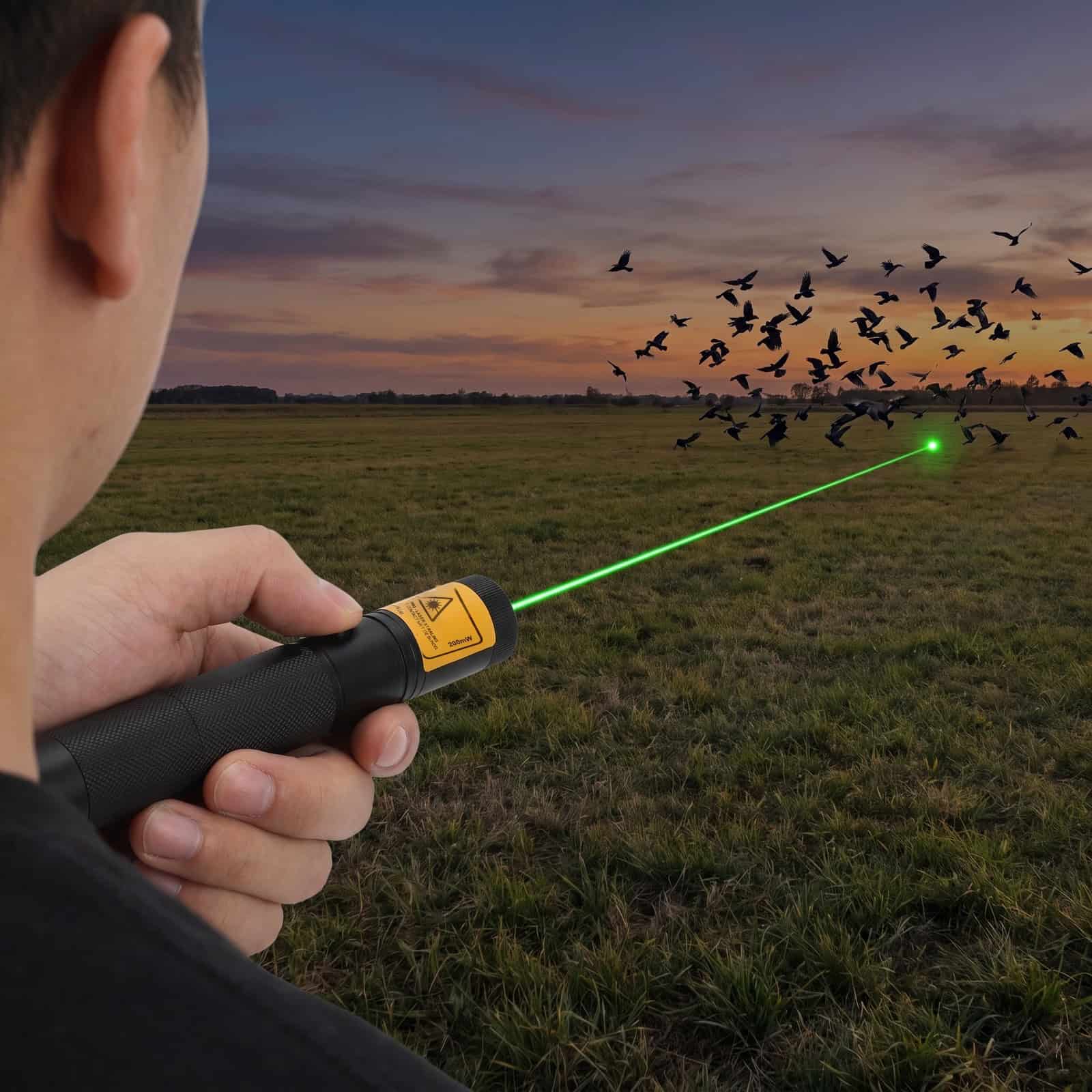 Scaring birds with the 200 mW green laser pointer at dusk