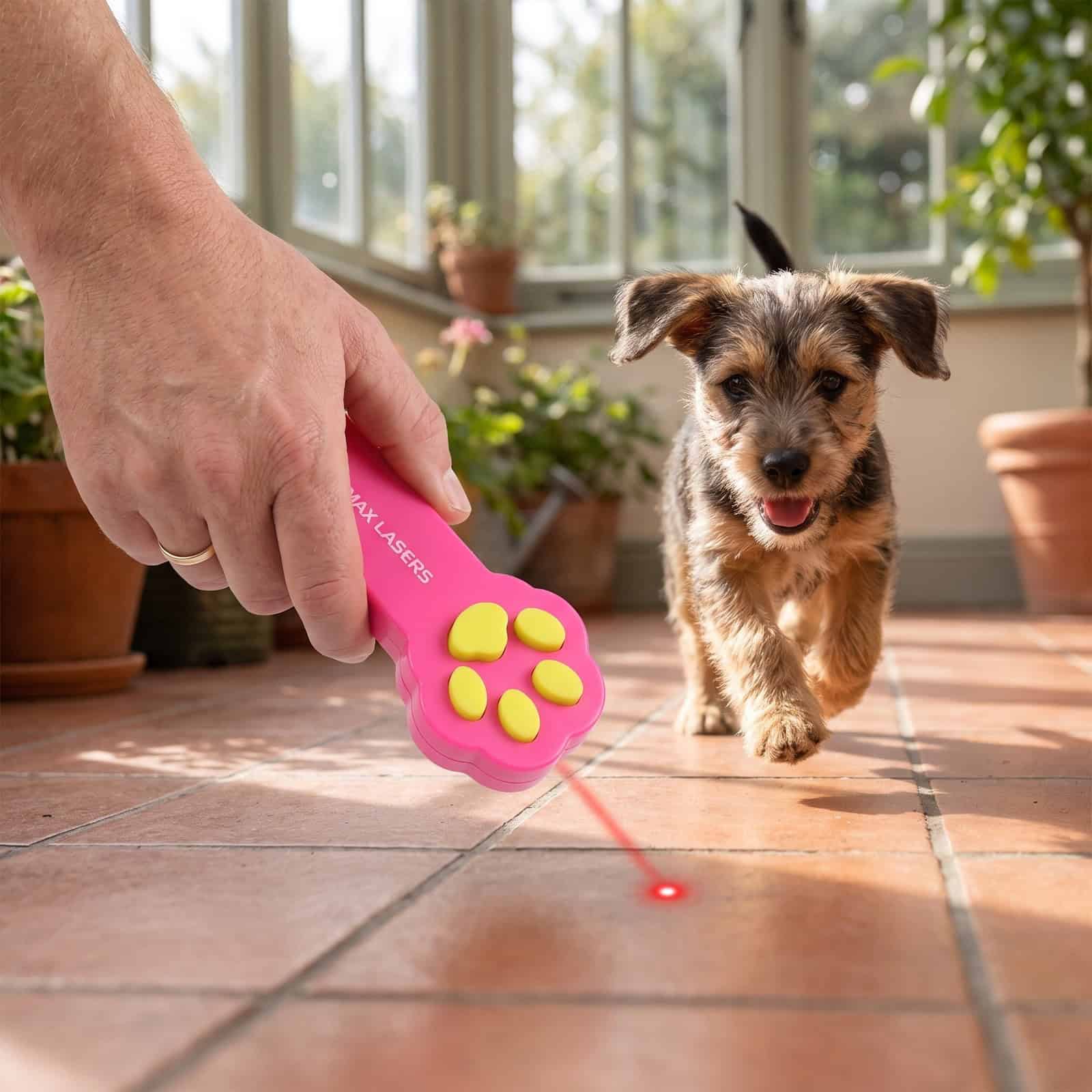 Emax red laser pointer for pets: playing with the dog